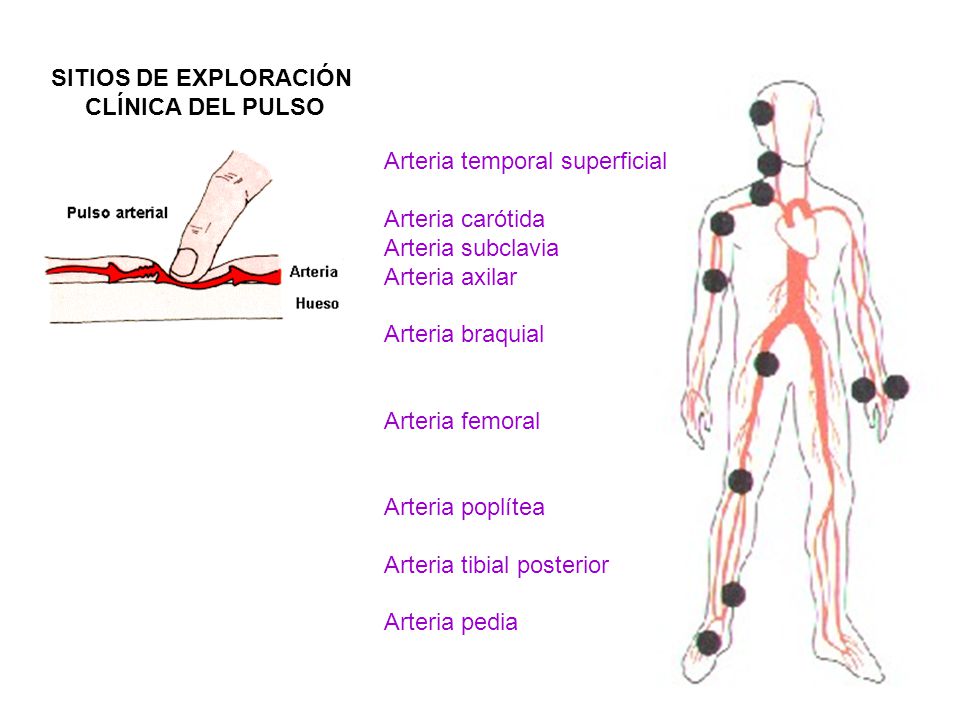 SITIOS DE EXPLORACIÓN CLÍNICA DEL PULSO. Arteria temporal superficial. Arteria carótida. Arteria subclavia.