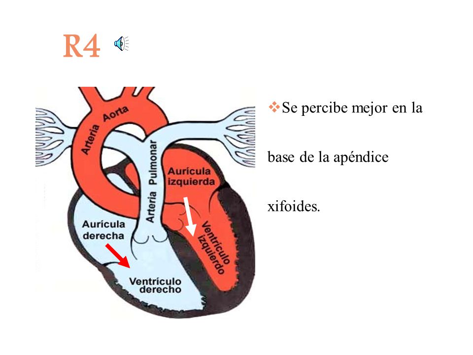 R4 Se percibe mejor en la base de la apéndice xifoides.