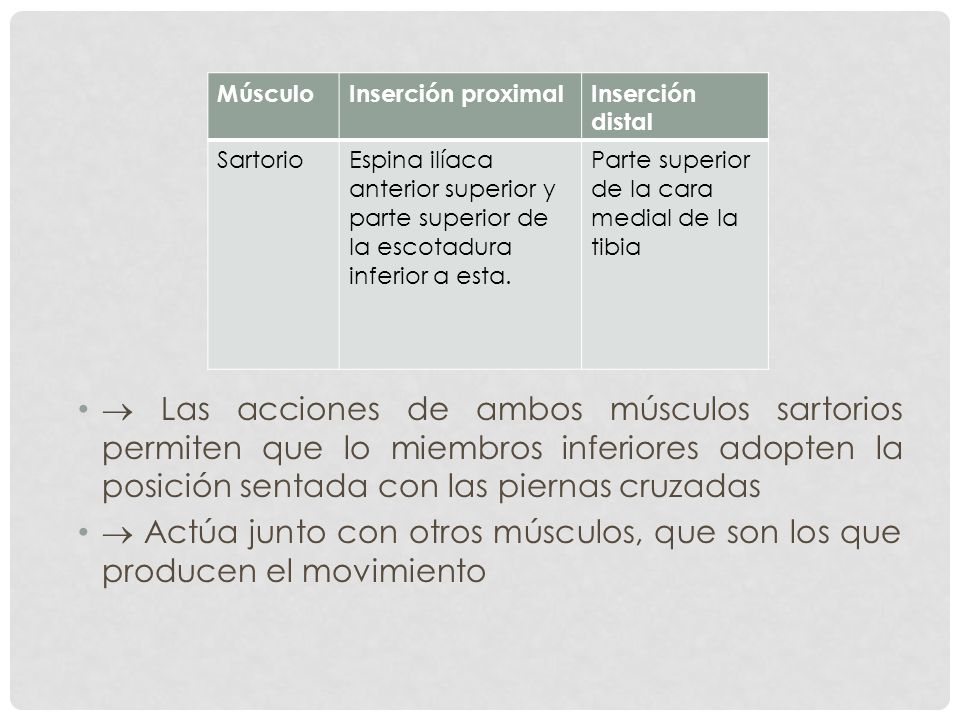 Músculo Inserción proximal. Inserción distal. Sartorio. Espina ilíaca anterior superior y parte superior de la escotadura inferior a esta.