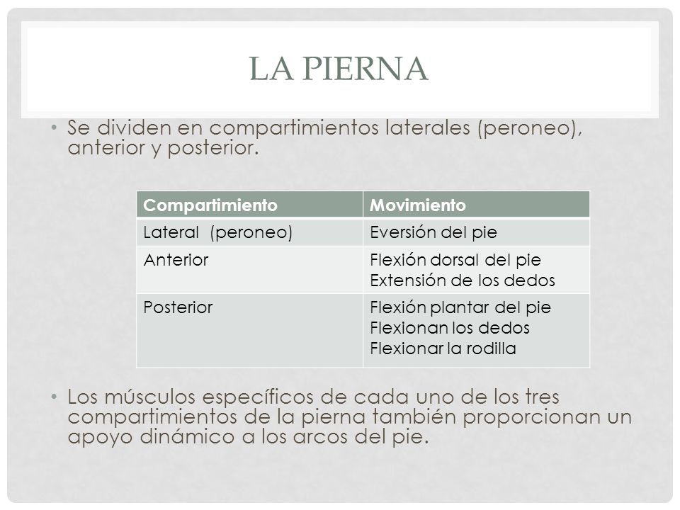 La pierna Se dividen en compartimientos laterales (peroneo), anterior y posterior.