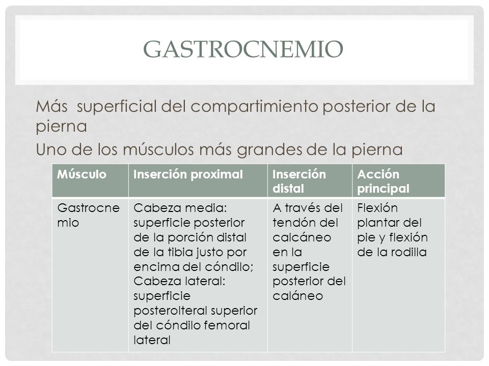 Gastrocnemio Más superficial del compartimiento posterior de la pierna Uno de los músculos más grandes de la pierna