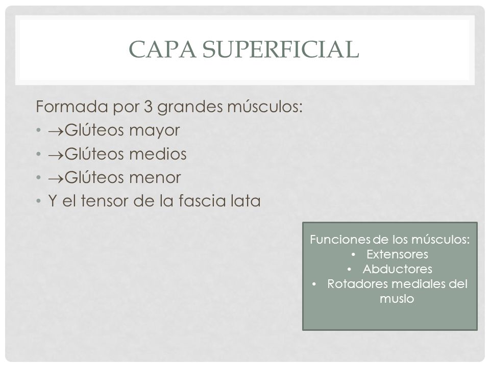 CAPA superficial Formada por 3 grandes músculos: Glúteos mayor
