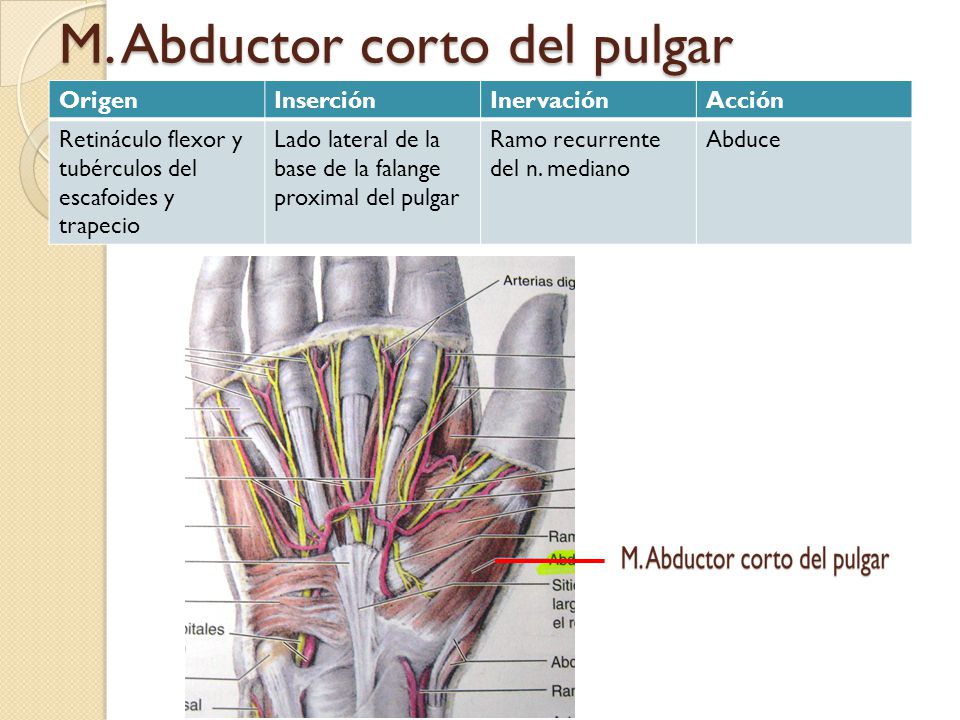 M. Abductor corto del pulgar