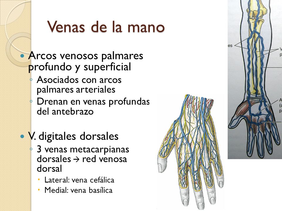 Venas de la mano Arcos venosos palmares profundo y superficial