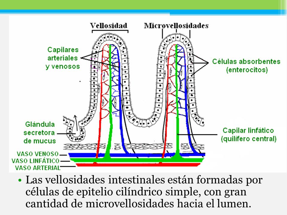 Las vellosidades intestinales están formadas por células de epitelio cilíndrico simple, con gran cantidad de microvellosidades hacia el lumen.