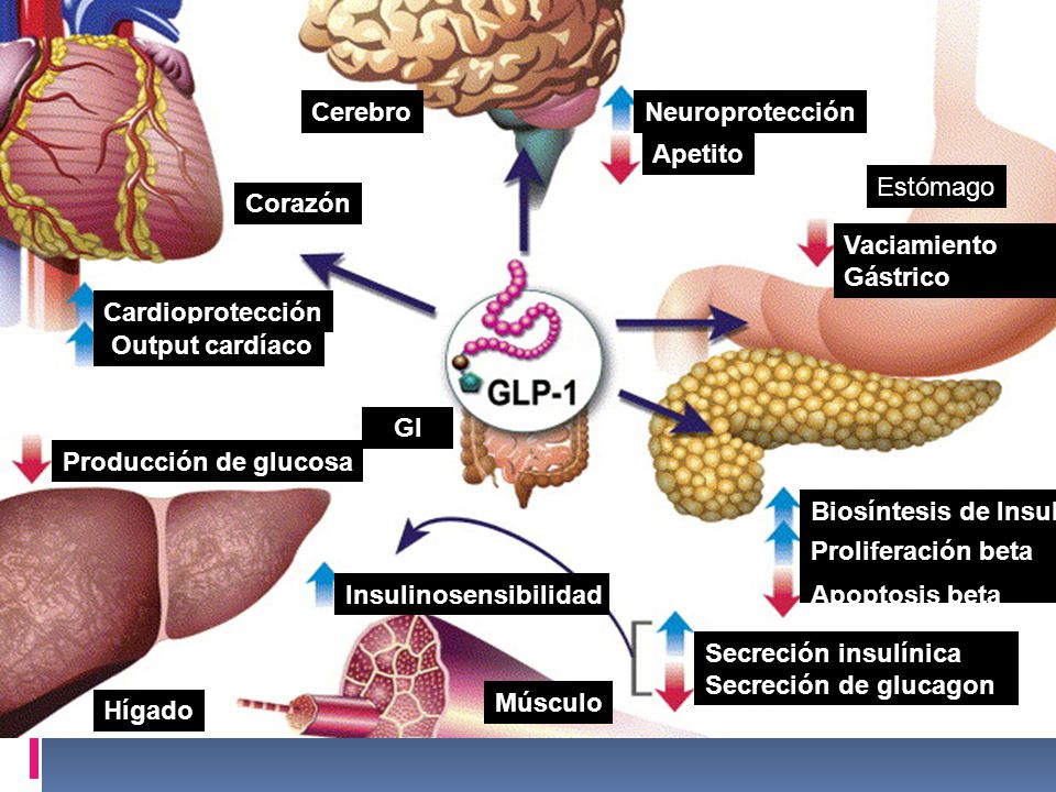 Cerebro Neuroprotección. Apetito. Estómago. Corazón. Vaciamiento. Gástrico. Cardioprotección.