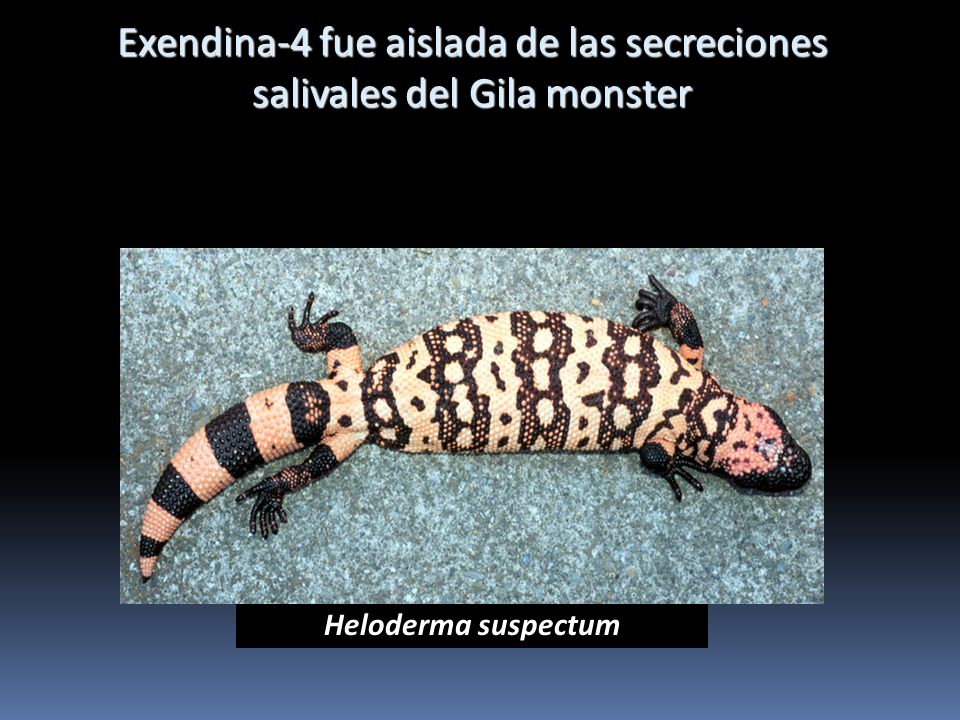 Exendina-4 fue aislada de las secreciones salivales del Gila monster