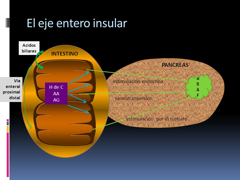 El eje entero insular INTESTINO PANCREAS estimulación endocrina H de C