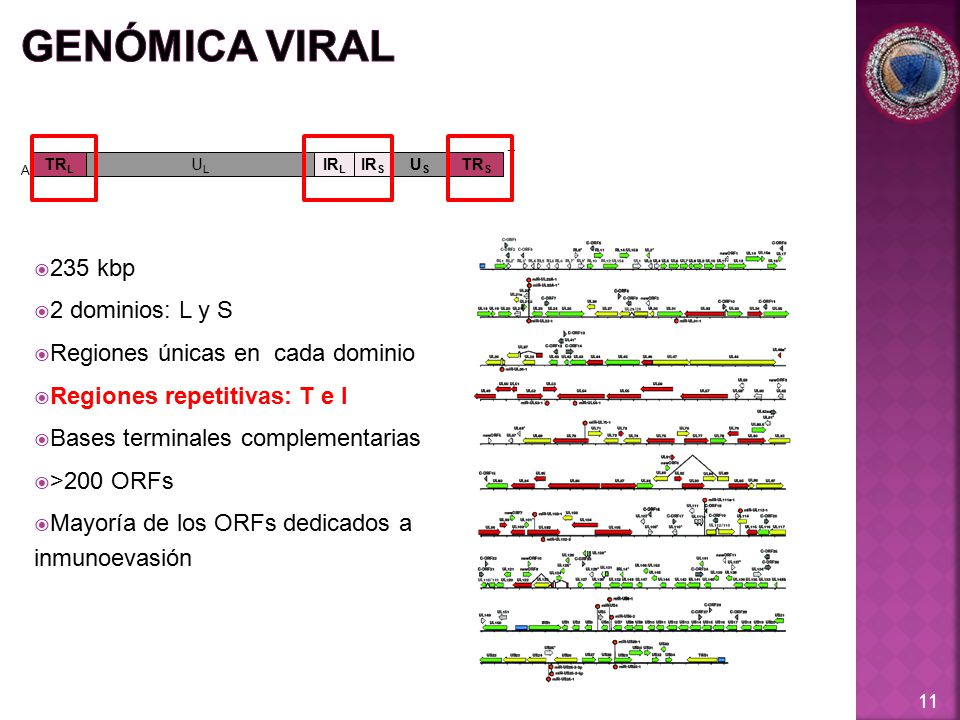 GENÓMICA VIRAL 235 kbp 2 dominios: L y S
