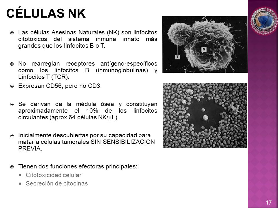 CÉLULAS NK Las células Asesinas Naturales (NK) son linfocitos citotoxicos del sistema inmune innato más grandes que los linfocitos B o T.