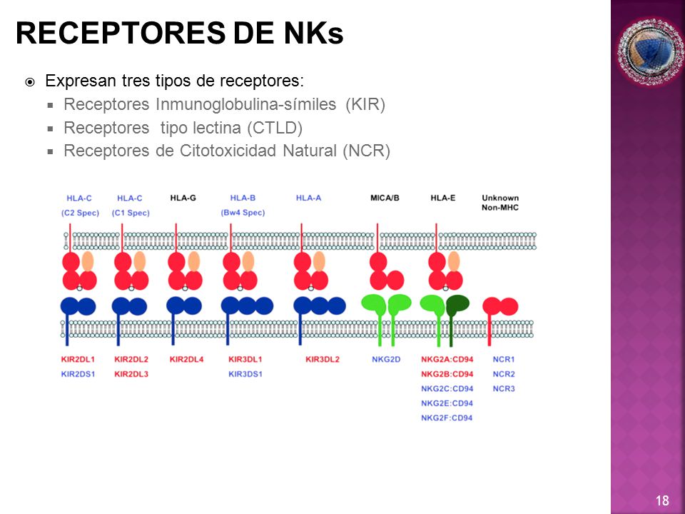 RECEPTORES DE NKs Expresan tres tipos de receptores: