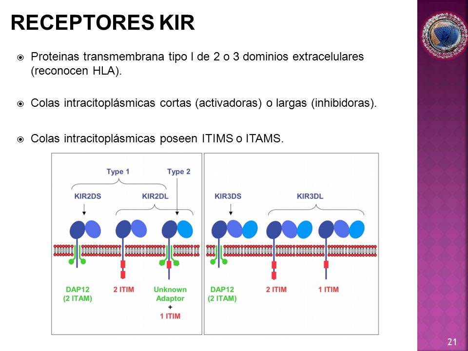 RECEPTORES KIR Proteinas transmembrana tipo I de 2 o 3 dominios extracelulares (reconocen HLA).