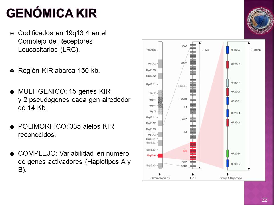 GENÓMICA KIR Codificados en 19q13.4 en el Complejo de Receptores Leucocitarios (LRC). Región KIR abarca 150 kb.