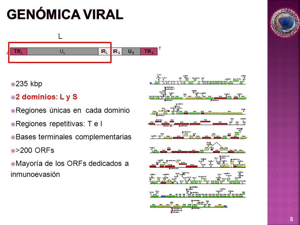 GENÓMICA VIRAL L 235 kbp 2 dominios: L y S
