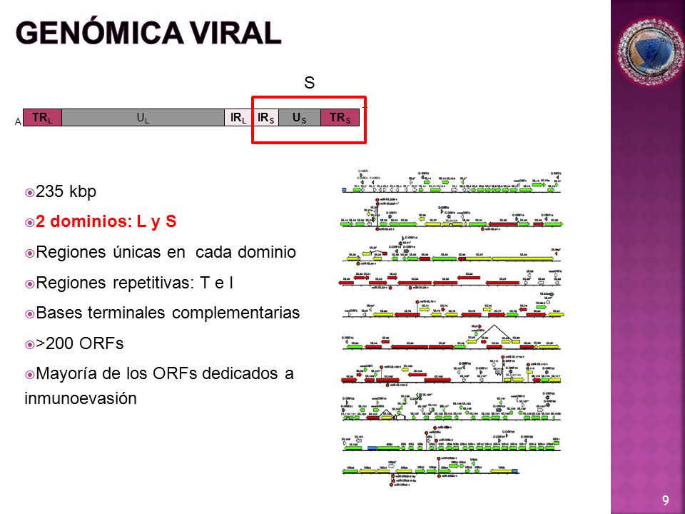 GENÓMICA VIRAL S 235 kbp 2 dominios: L y S