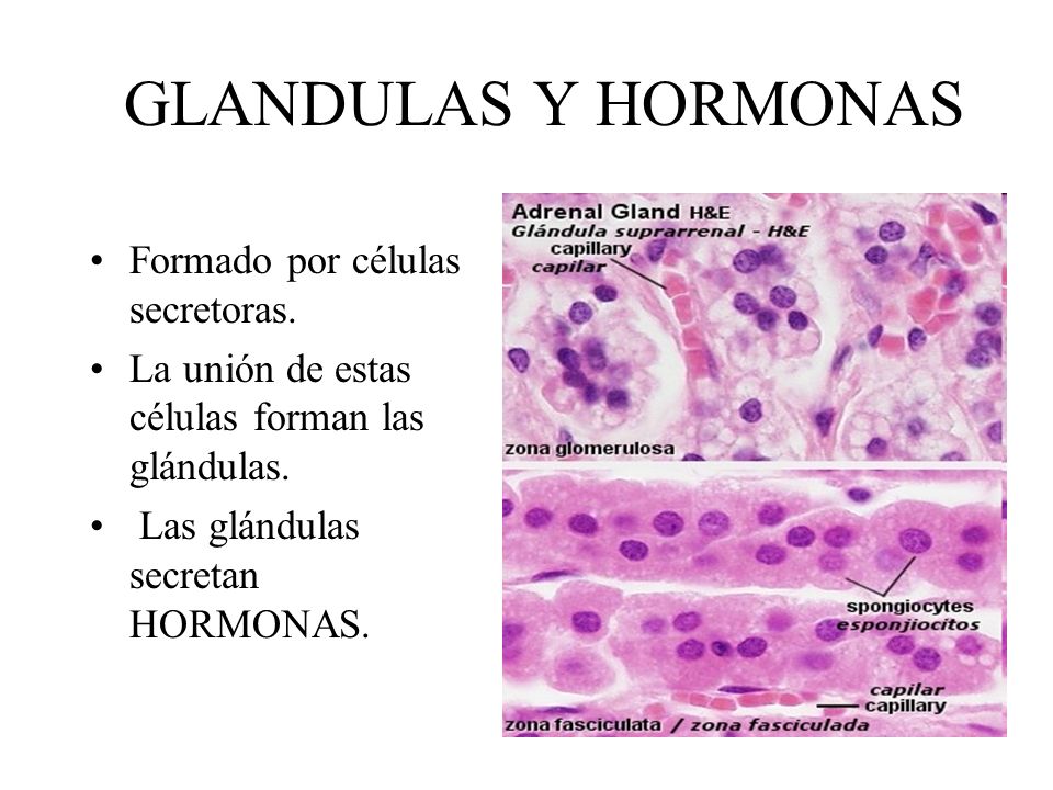 GLANDULAS Y HORMONAS Formado por células secretoras.