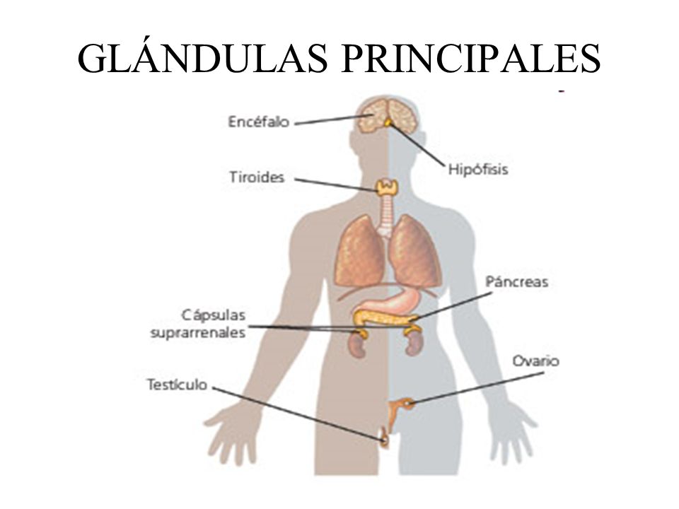 GLÁNDULAS PRINCIPALES
