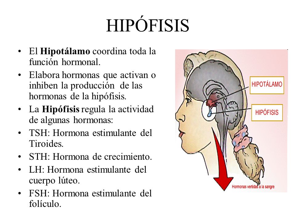 HIPÓFISIS El Hipotálamo coordina toda la función hormonal.