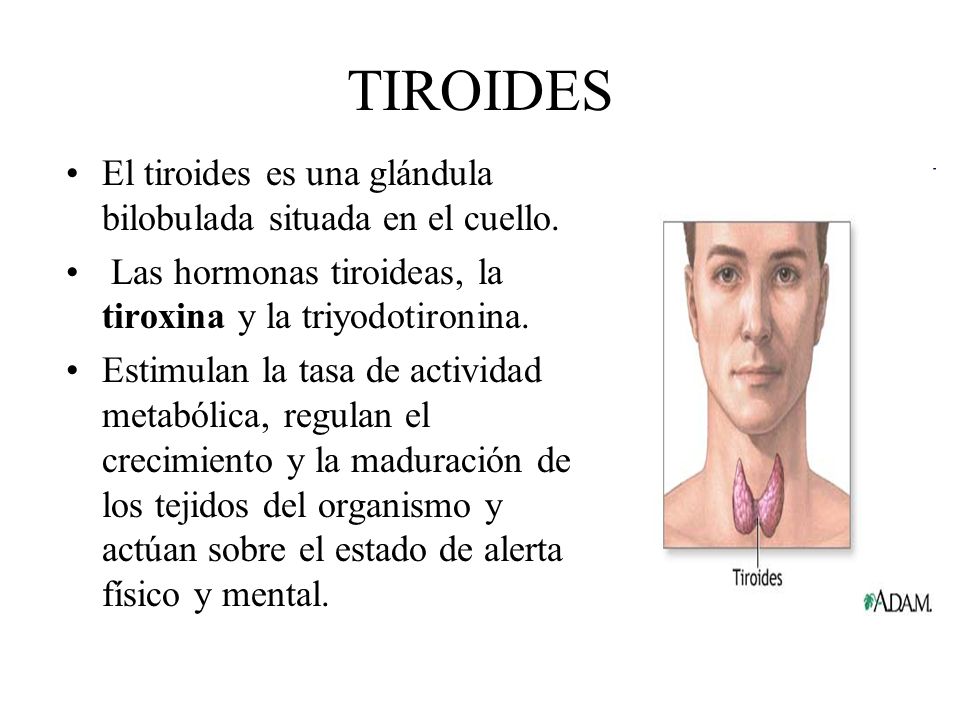 TIROIDES El tiroides es una glándula bilobulada situada en el cuello.