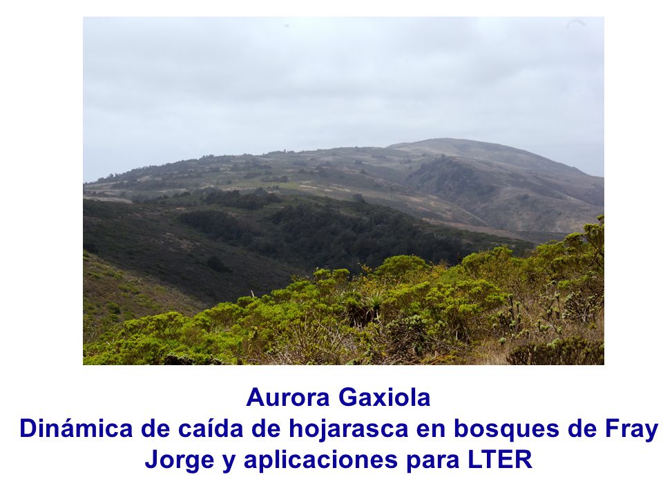 Aurora Gaxiola Dinámica de caída de hojarasca en bosques de Fray Jorge y aplicaciones para LTER