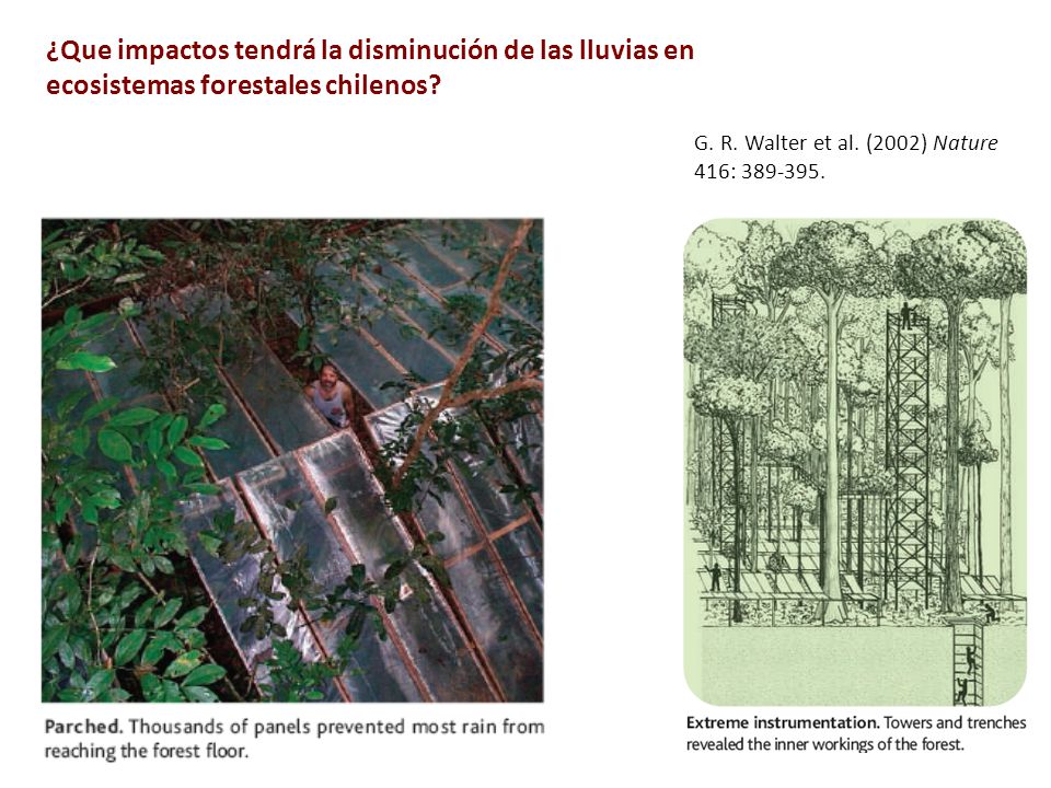 ¿Que impactos tendrá la disminución de las lluvias en ecosistemas forestales chilenos