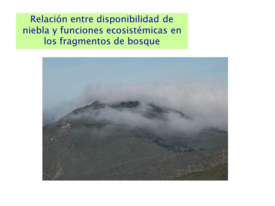 Relación entre disponibilidad de niebla y funciones ecosistémicas en los fragmentos de bosque