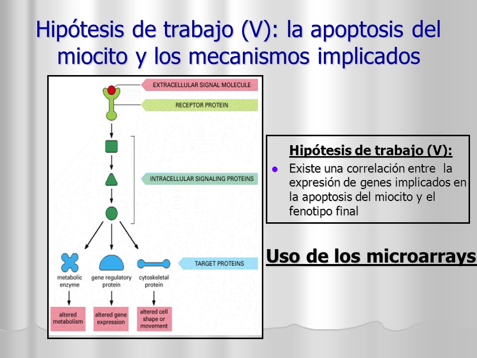 Hipótesis de trabajo (V): la apoptosis del miocito y los mecanismos implicados