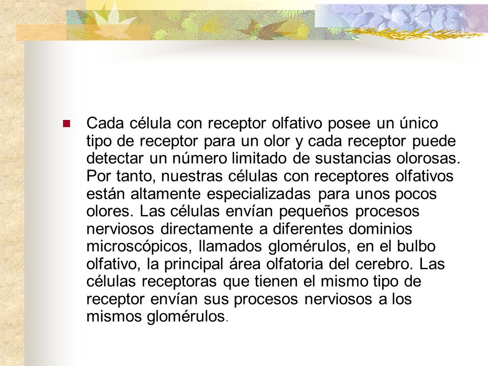 Cada célula con receptor olfativo posee un único tipo de receptor para un olor y cada receptor puede detectar un número limitado de sustancias olorosas.