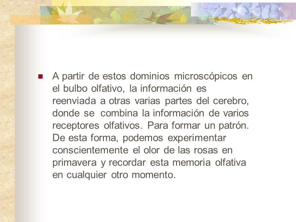 A partir de estos dominios microscópicos en el bulbo olfativo, la información es reenviada a otras varias partes del cerebro, donde se combina la información de varios receptores olfativos.