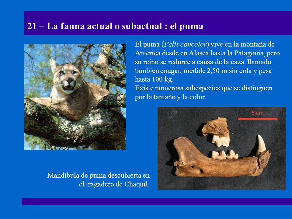 21 – La fauna actual o subactual : el puma