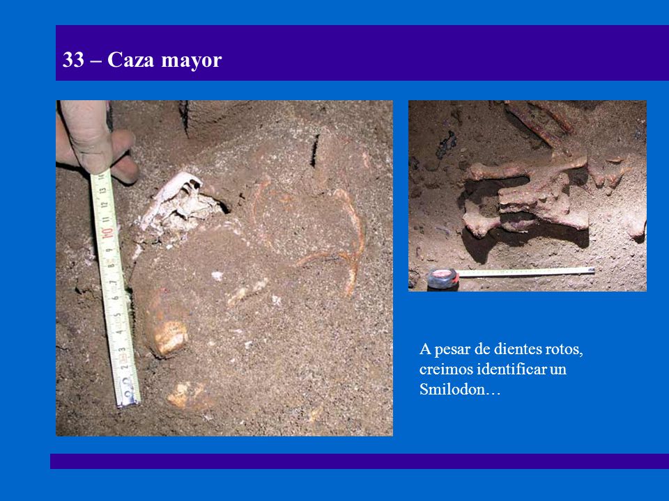 33 – Caza mayor A pesar de dientes rotos, creimos identificar un Smilodon…
