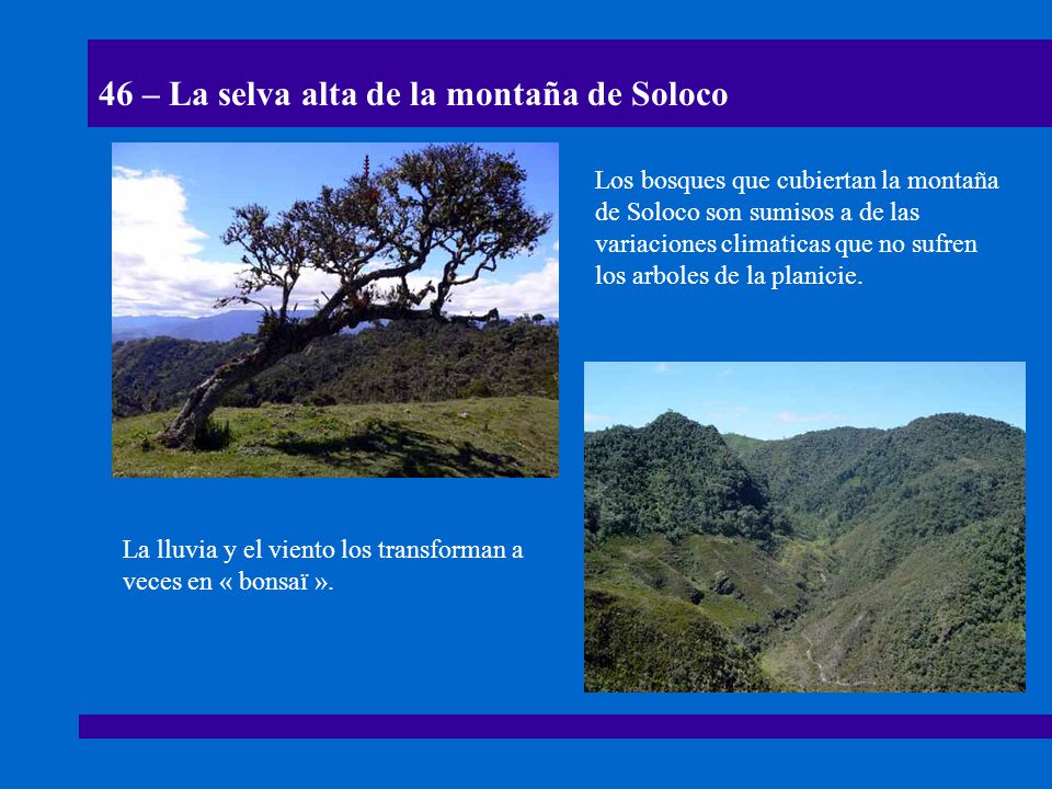 46 – La selva alta de la montaña de Soloco