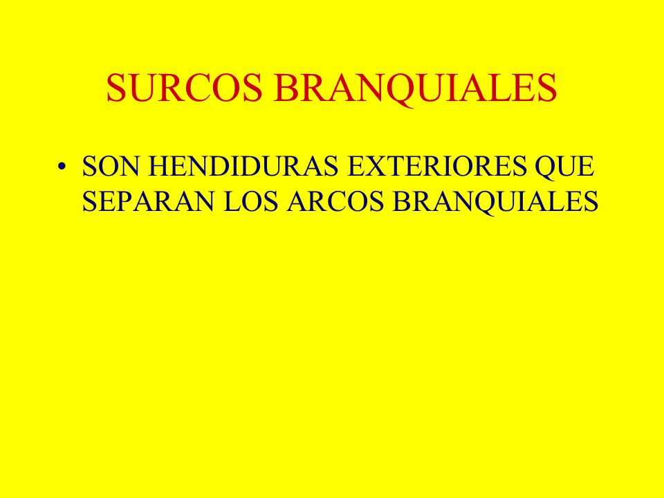 SURCOS BRANQUIALES SON HENDIDURAS EXTERIORES QUE SEPARAN LOS ARCOS BRANQUIALES