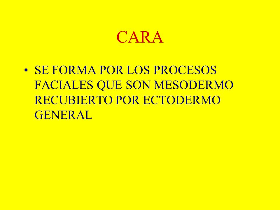 CARA SE FORMA POR LOS PROCESOS FACIALES QUE SON MESODERMO RECUBIERTO POR ECTODERMO GENERAL