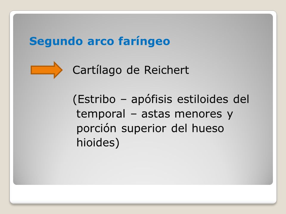 Segundo arco faríngeo Cartílago de Reichert (Estribo – apófisis estiloides del temporal – astas menores y porción superior del hueso hioides)