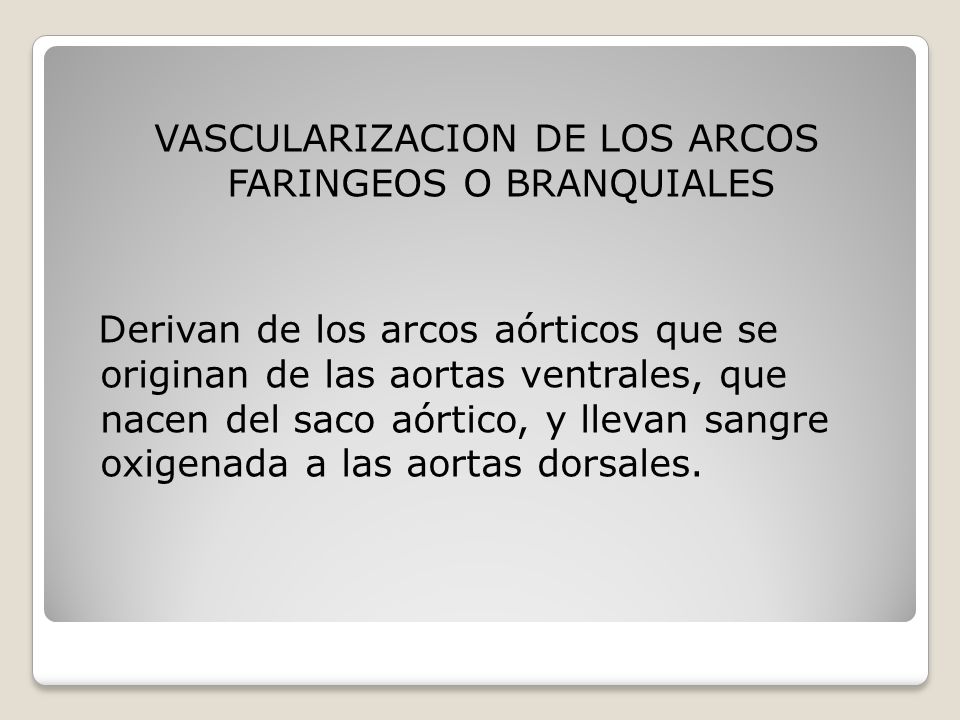 VASCULARIZACION DE LOS ARCOS FARINGEOS O BRANQUIALES Derivan de los arcos aórticos que se originan de las aortas ventrales, que nacen del saco aórtico, y llevan sangre oxigenada a las aortas dorsales.