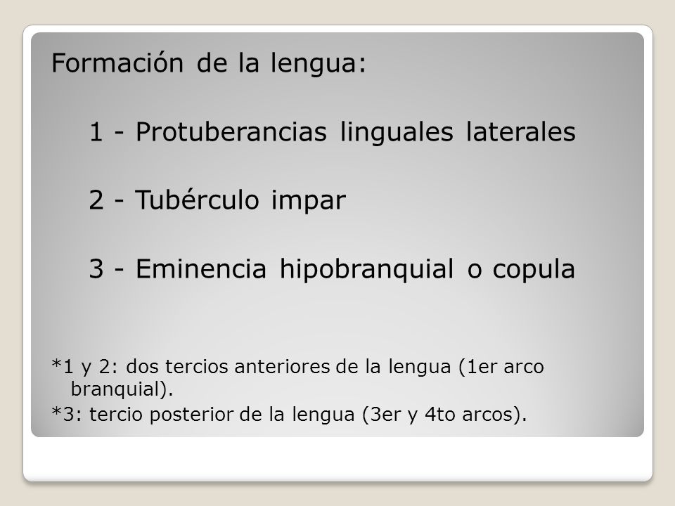 Formación de la lengua: 1 - Protuberancias linguales laterales