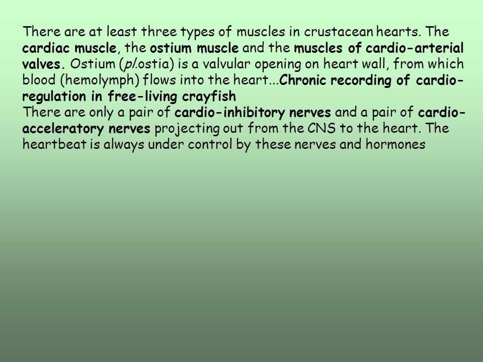 There are at least three types of muscles in crustacean hearts