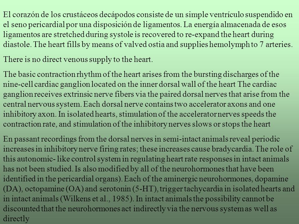El corazón de los crustáceos decápodos consiste de un simple ventrículo suspendido en el seno pericardial por una disposición de ligamentos. La energía almacenada de esos ligamentos are stretched during systole is recovered to re-expand the heart during diastole. The heart fills by means of valved ostia and supplies hemolymph to 7 arteries.