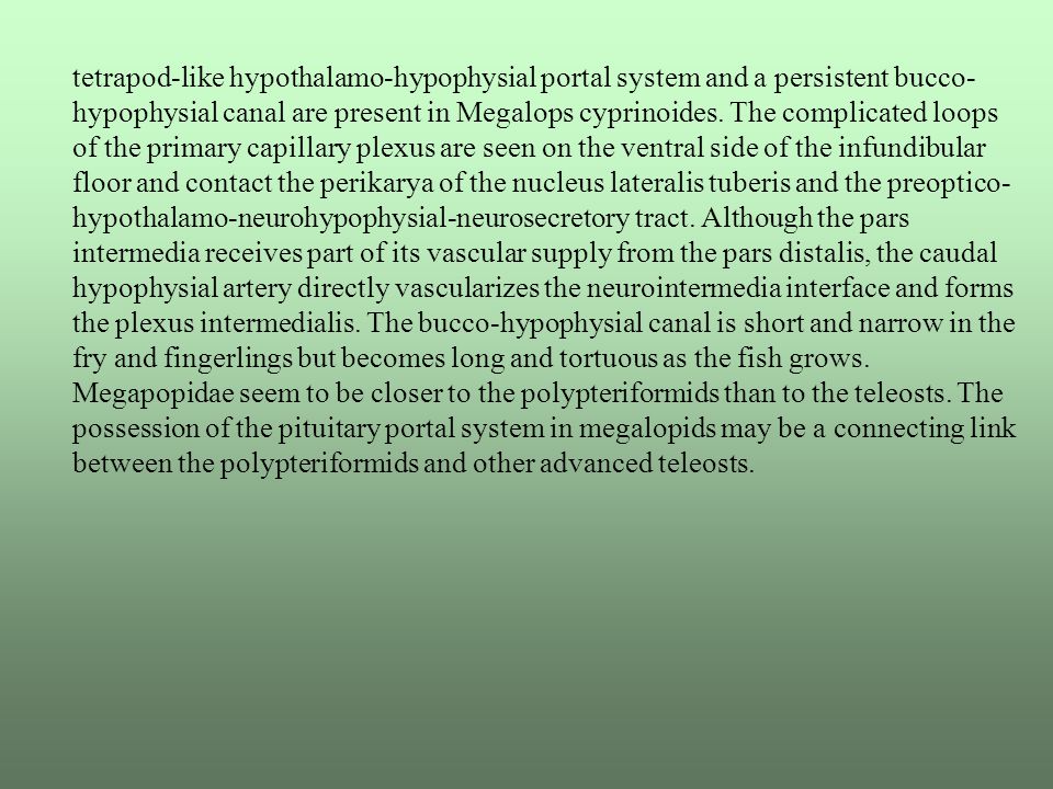 tetrapod-like hypothalamo-hypophysial portal system and a persistent bucco-hypophysial canal are present in Megalops cyprinoides.