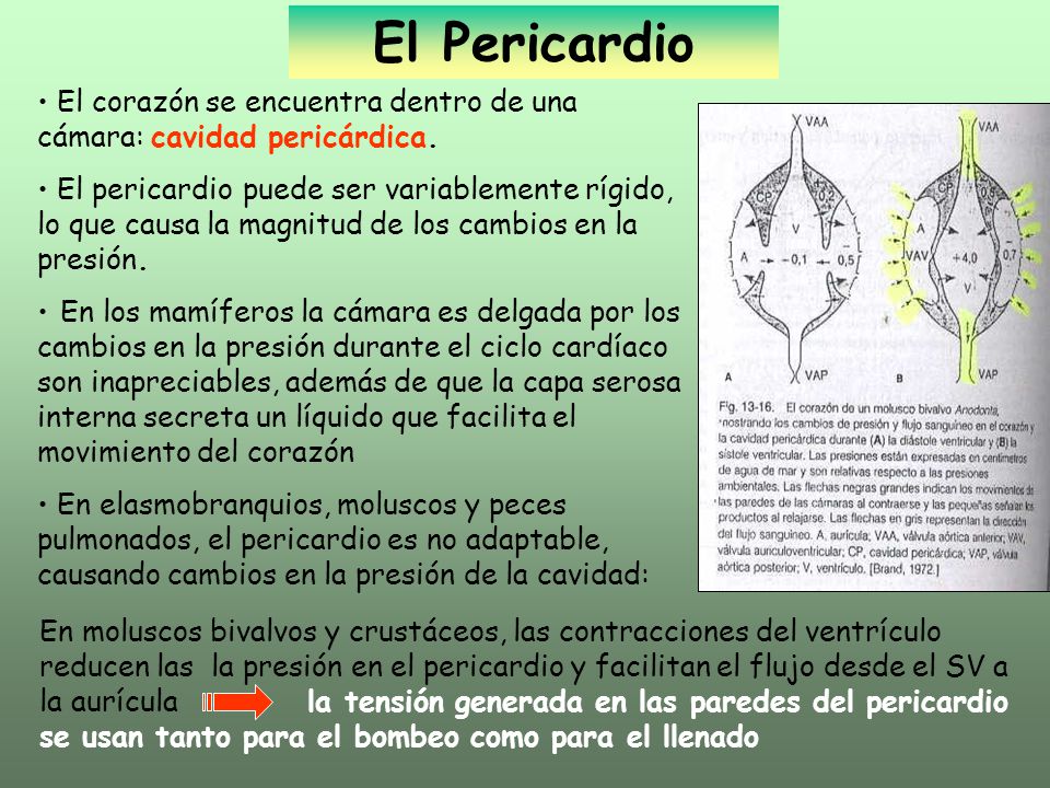 El Pericardio El corazón se encuentra dentro de una cámara: cavidad pericárdica.