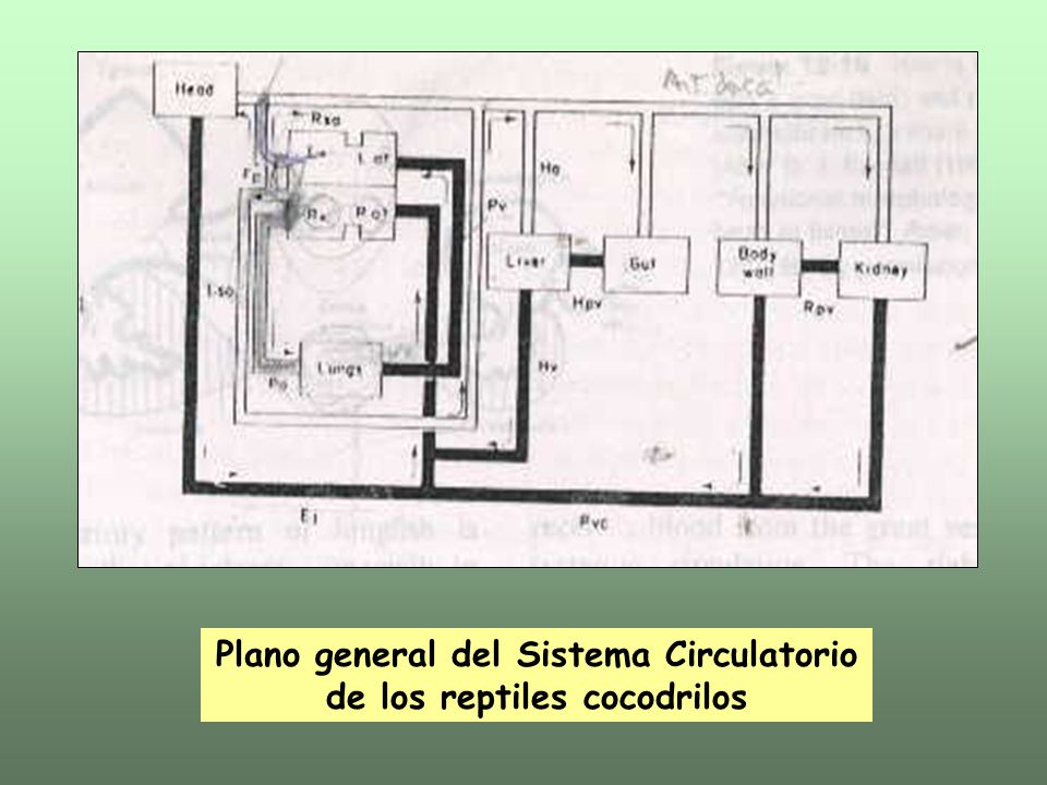 Plano general del Sistema Circulatorio de los reptiles cocodrilos