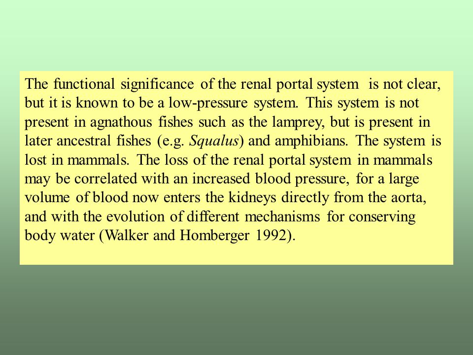 The functional significance of the renal portal system is not clear, but it is known to be a low-pressure system.