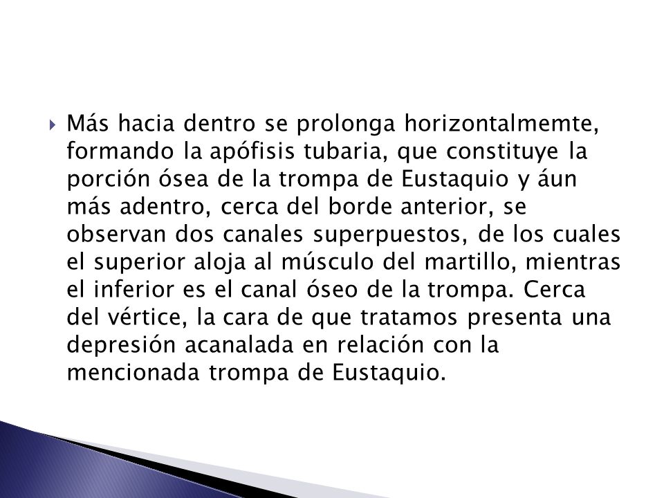 Más hacia dentro se prolonga horizontalmemte, formando la apófisis tubaria, que constituye la porción ósea de la trompa de Eustaquio y áun más adentro, cerca del borde anterior, se observan dos canales superpuestos, de los cuales el superior aloja al músculo del martillo, mientras el inferior es el canal óseo de la trompa.