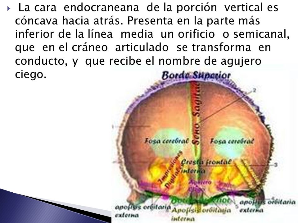 La cara endocraneana de la porción vertical es cóncava hacia atrás