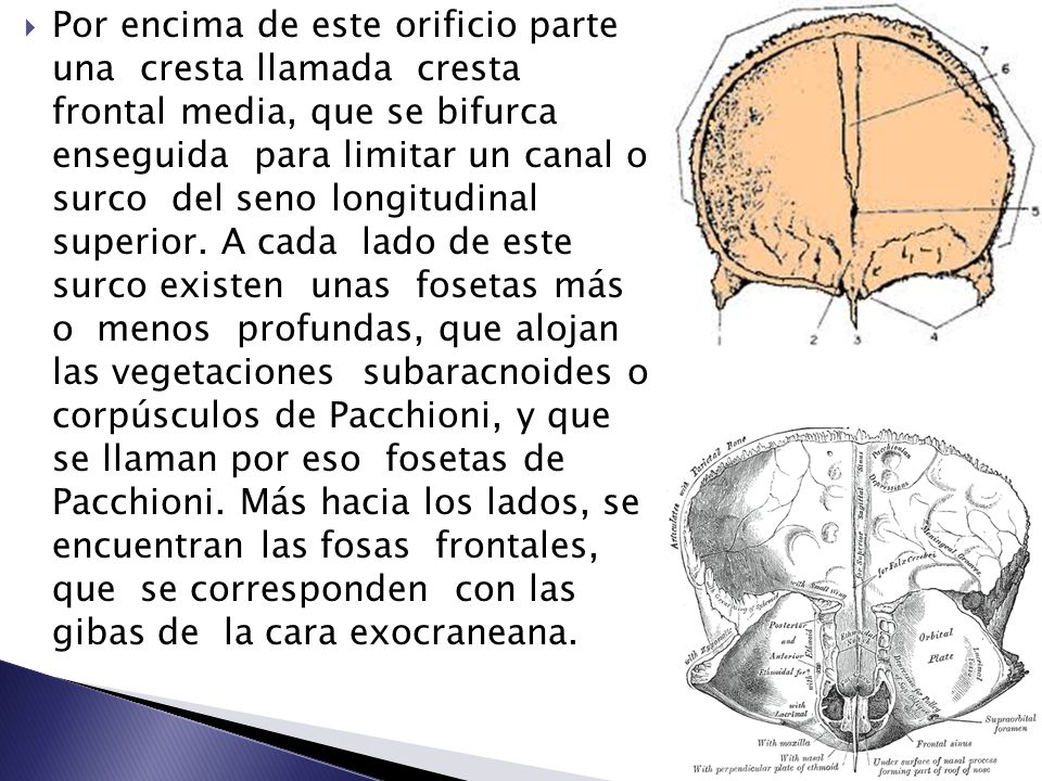 Por encima de este orificio parte una cresta llamada cresta frontal media, que se bifurca enseguida para limitar un canal o surco del seno longitudinal superior.