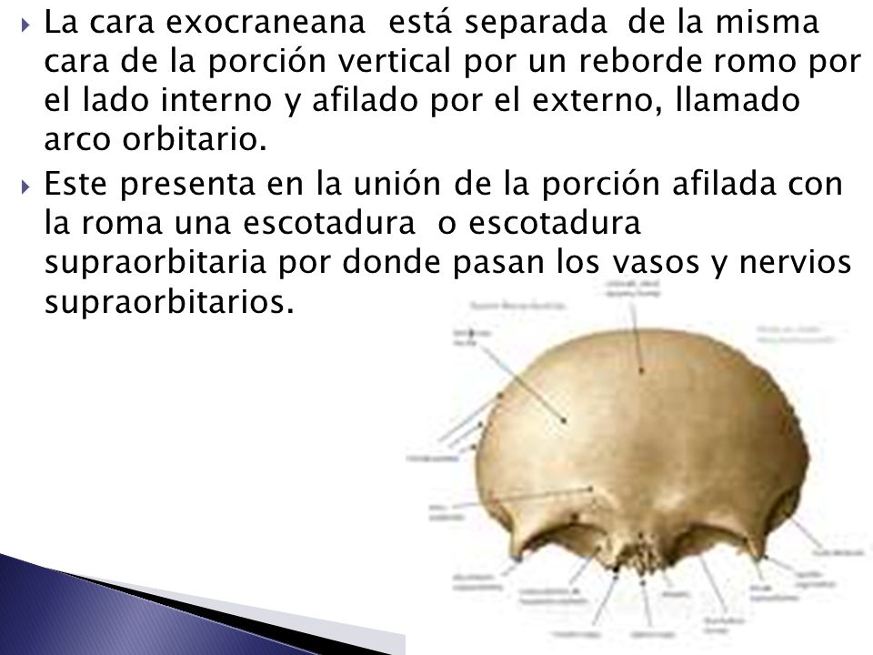 La cara exocraneana está separada de la misma cara de la porción vertical por un reborde romo por el lado interno y afilado por el externo, llamado arco orbitario.