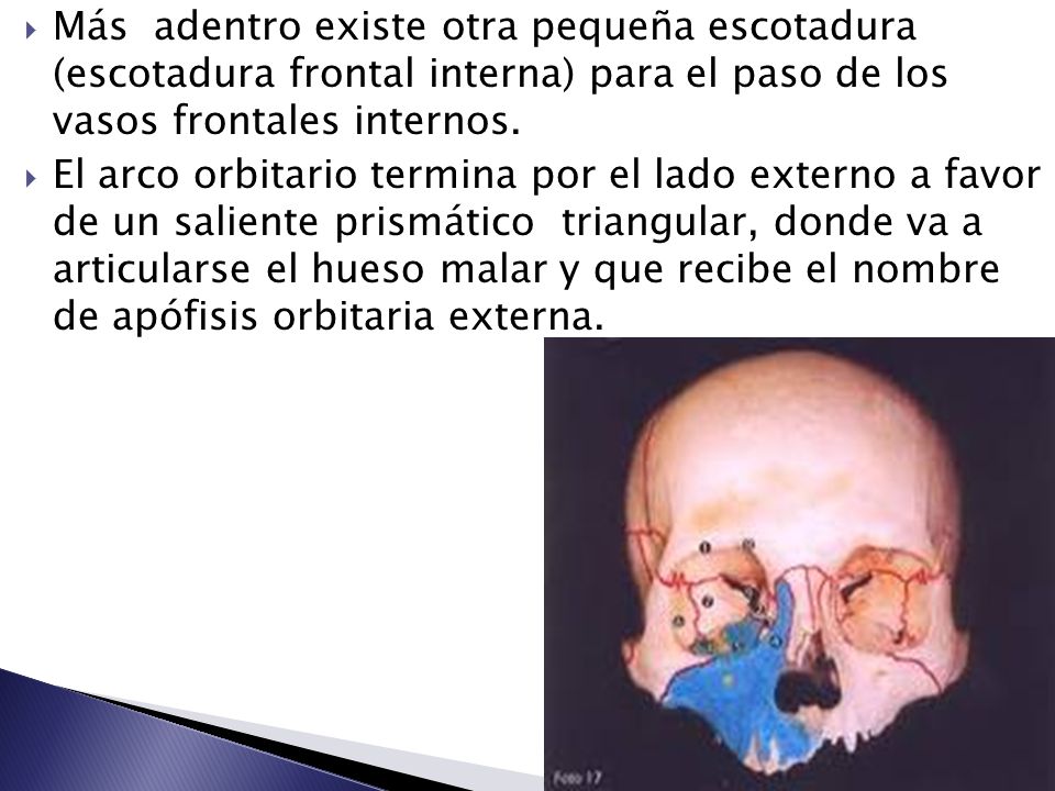Más adentro existe otra pequeña escotadura (escotadura frontal interna) para el paso de los vasos frontales internos.