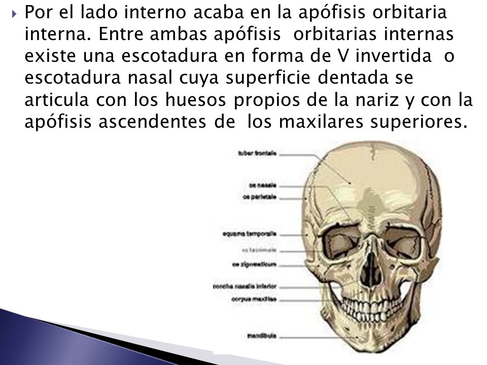 Por el lado interno acaba en la apófisis orbitaria interna
