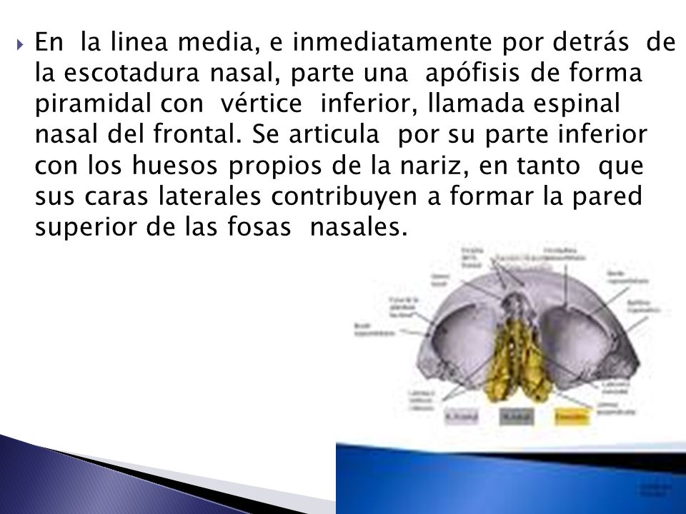 En la linea media, e inmediatamente por detrás de la escotadura nasal, parte una apófisis de forma piramidal con vértice inferior, llamada espinal nasal del frontal.